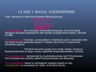 CLADE 1: BASAL ANGIOSPERMS
They represent a clade that includes following groups-
Amborellaceae,
Nymphaceae,
Austrobaileyales,
Ceratophyllales,
Monocots.
Amborellaceae: the monotypic Amborella trichopoda --the most basal
linkage to all basal angiosperms with spirally arranged floral organs, ethereal
oil cells.
Nympheaceae: 8 Genera, cosmopoliton in distribution and is consistent with
the fossil records.generally aquatic in habitat, also found in tropical and
temperate regions.
The floral diversity ranges from small, simple, trimerous
flowers(Cabomba) to large, showy, elaborate flowers(Nympheae, Victoria).
Austrobaileyales : represented by Austrobaileyaceae and Trimeniaceae
from Australia and recently added Schizandraceae and Illicaceae.
Ceratophyllales: based on phytogentic analysis based on rbcL.
Ceratophyllum is considered as ‘sister’ of all other Dicots.
 