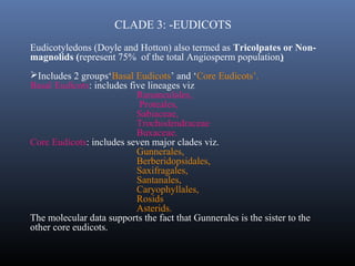 CLADE 3: -EUDICOTS
Eudicotyledons (Doyle and Hotton) also termed as Tricolpates or Non-
magnolids (represent 75% of the total Angiosperm population)
Includes 2 groups‘Basal Eudicots’ and ‘Core Eudicots’.
Basal Eudicots: includes five lineages viz
Ranunculales,
Proteales,
Sabiaceae,
Trochodendraceae
Buxaceae.
Core Eudicots: includes seven major clades viz.
Gunnerales,
Berberidopsidales,
Saxifragales,
Santanales,
Caryophyllales,
Rosids
Asterids.
The molecular data supports the fact that Gunnerales is the sister to the
other core eudicots.
 