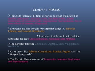 CLADE 4: -ROSIDS
This clade includes 140 families having common characters like
nucellar endosperm , reticulate exine, tricolpate pollen, simple
perforations of vessel end walls, mucilaginous leaf epidermis, two or
more whorls of stamens, ellagic acid.
Molecular analysis reveals two large sub clades i.e. Eurosids
I(fabids) and Eurosids II(malvids).
A few orders that do not fit into both the
sub clades include : Crossosomatales, Geraniales and Myrtales.
The Eurosids I include Celestrales, Zygophyllales, Malpighiales,
Oxalidales.
Other orders like Fabales, Cucurbitales, Rosales, Fagales form the
‘nitrogen fixing clade’.
The Eurosid II compromises of Brassicales ,Malvales, Sapindales
and Tapiasciaceae.
 