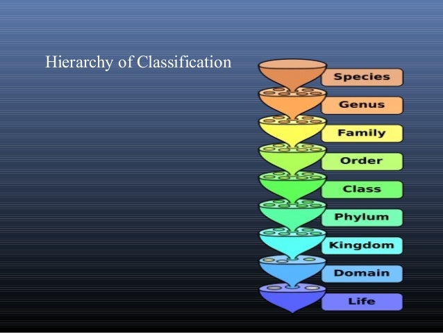 Angiosperm phlogeny group taxonomy classification