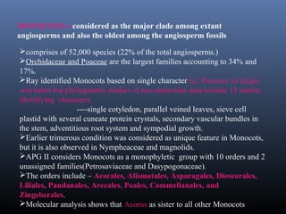 MONOCOTS---considered as the major clade among extant
angiosperms and also the oldest among the angiosperm fossils
comprises of 52,000 species (22% of the total angiosperms.)
Orchidaceae and Poaceae are the largest families accounting to 34% and
17%.
Ray identified Monocots based on single character ie,. Presence of single
cotyledon but phylogenetic studies of non molecular data include 13 similar
identifying characters
----single cotyledon, parallel veined leaves, sieve cell
plastid with several cuneate protein crystals, secondary vascular bundles in
the stem, adventitious root system and sympodial growth.
Earlier trimerous condition was considered as unique feature in Monocots,
but it is also observed in Nympheaceae and magnolids.
APG II considers Monocots as a monophyletic group with 10 orders and 2
unassigned families(Petrosaviaceae and Dasypogonaceae).
The orders include – Acorales, Alismatales, Asparagales, Dioscorales,
Liliales, Pandanales, Arecales, Poales, Commelianales, and
Zingeberales.
Molecular analysis shows that Acorus as sister to all other Monocots
 