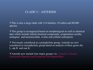 CLADE 5: - ASTERIDS
This is also a large clade with 114 families, 10 orders and 80,000
species.
This group is recongnized based on morphological as well as chemical
data which include iridoid chemical compounds, sympetalous corolla,
unitegmic and tenuinucellate ovules and cellular endosperm.
 Previously considered as a polyphyletic group, Asterids are now
considered as monophyletic group based on analysis of three genes rbc
L, atp B and mat K.
Asterids now include four major groups viz. Cornales, Ericales,
Euasterids I(lamids) and Euasterids II(campanulids).
 