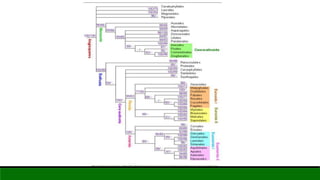 Angiosperm phylogeny grouping I (APG I) | PPTX