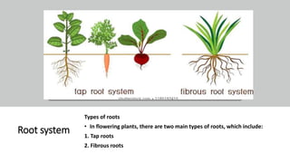 Three Types Of Roots Angiospermpptx__2021_01_12_11_02_20.pptx