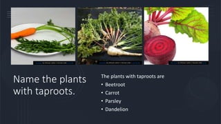 Taproots Example Fruits Angiospermpptx__2021_01_12_11_02_20.pptx