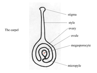 Angiosperms | PPT