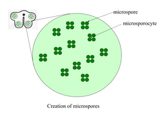 Angiosperms | PPT