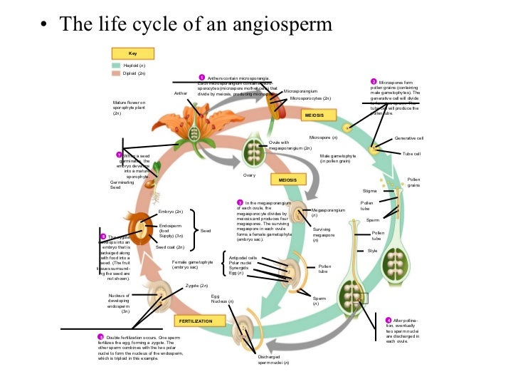 Angiosperms