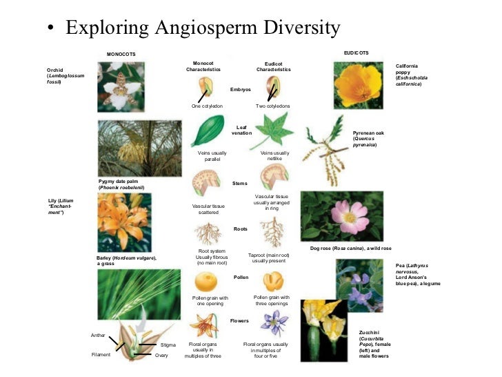 Angiosperms