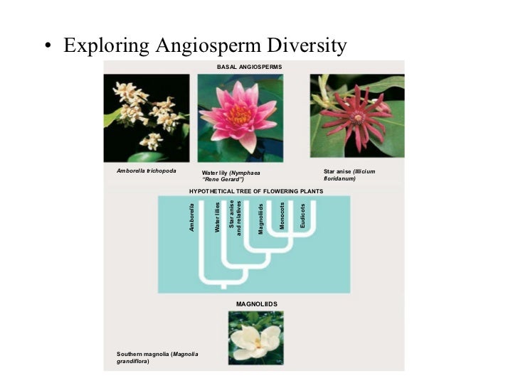 Angiosperms