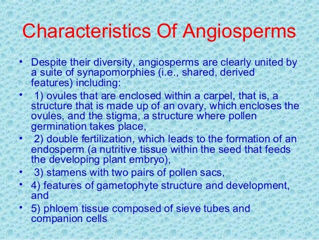 Angiosperms
