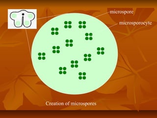 Angiosperms | PPT