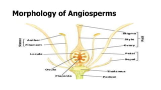 Morphology of Angiosperms
 