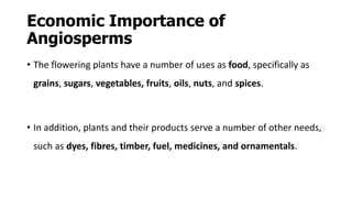 Economic Importance of
Angiosperms
• The flowering plants have a number of uses as food, specifically as
grains, sugars, vegetables, fruits, oils, nuts, and spices.
• In addition, plants and their products serve a number of other needs,
such as dyes, fibres, timber, fuel, medicines, and ornamentals.
 