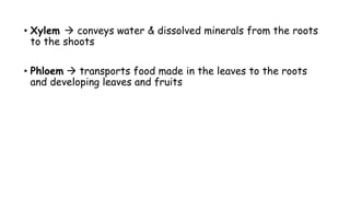 • Xylem  conveys water & dissolved minerals from the roots
to the shoots
• Phloem  transports food made in the leaves to the roots
and developing leaves and fruits
 