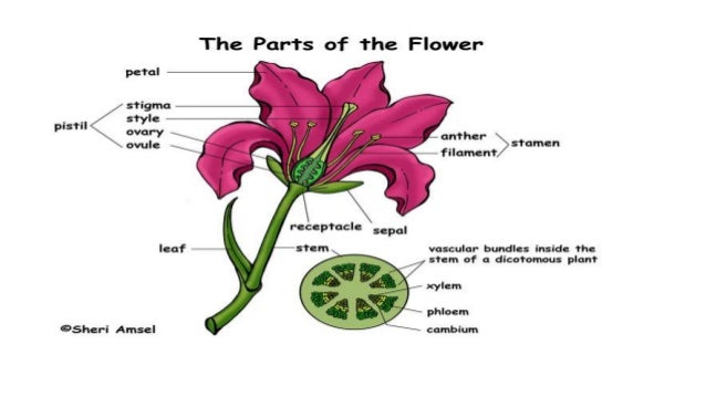 Angiosperms