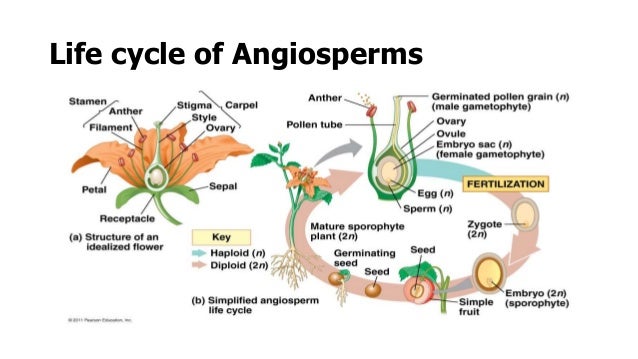 Angiosperms