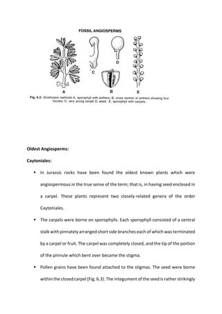 Oldest Angiosperms:
Caytoniales:
▪ In Jurassic rocks have been found the oldest known plants which were
angiospermous in the true sense of the term; that is, in having seed enclosed in
a carpel. These plants represent two closely-related genera of the order
Caytoniales.
▪ The carpels were borne on sporophylls. Each sporophyll consisted of a central
stalk with pinnately arranged short side branches each of which was terminated
by a carpel or fruit. The carpel was completely closed, and the tip of the portion
of the pinnule which bent over became the stigma.
▪ Pollen grains have been found attached to the stigmas. The seed were borne
within the closed carpel (Fig. 6.3). The integument of the seed is rather strikingly
 
