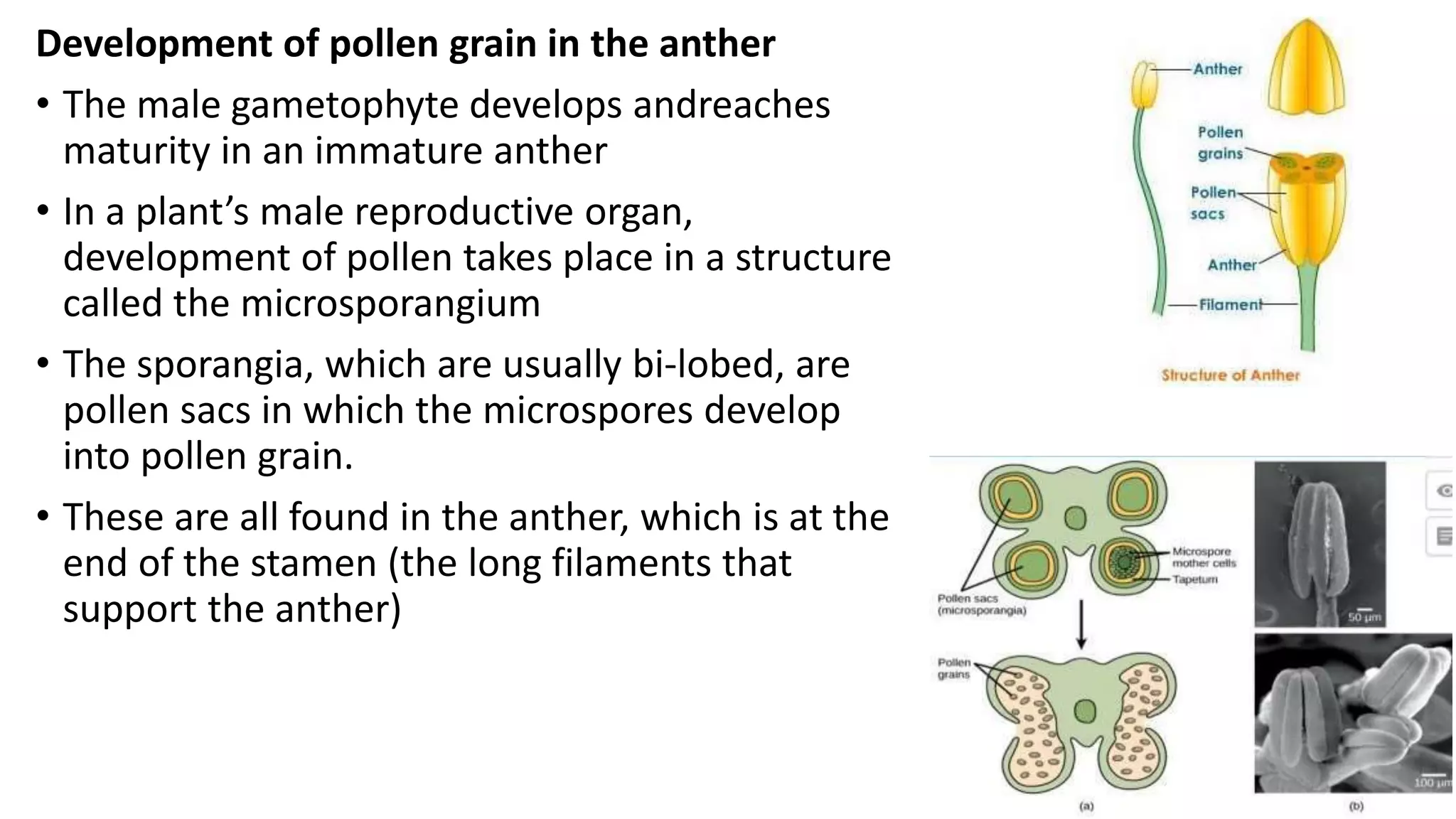 angiosperms.pptx