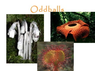 Oddballs
 