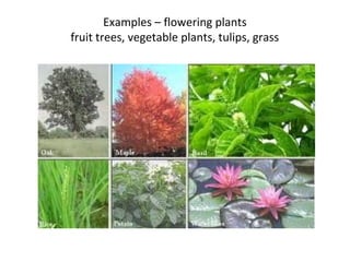 Examples – flowering plants
fruit trees, vegetable plants, tulips, grass
 