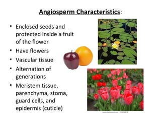 Angiosperm Characteristics:
• Enclosed seeds and
protected inside a fruit
of the flower
• Have flowers
• Vascular tissue
• Alternation of
generations
• Meristem tissue,
parenchyma, stoma,
guard cells, and
epidermis (cuticle)
 