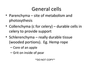 General cells
• Parenchyma – site of metabolism and
photosythesis
• Collenchyma (c for celery) – durable cells in
celery to provide support
• Schlerenchyma – really durable tissue
(wooded portions). Eg. Hemp rope
– Core of an apple
– Grit on inside of pear
**DO NOT COPY**
 