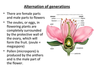 Alternation of generations
• There are female parts
and male parts to flowers
• The ovules, or eggs, in
flowering plants are
completely surrounded
by the protective wall of
the ovary, which will
form the fruit. (ovule =
megaspore)
• Pollen (microspore) is
produced by the anthers
and is the male part of
the flower.
 