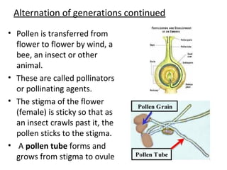 Alternation of generations continued
• Pollen is transferred from
flower to flower by wind, a
bee, an insect or other
animal.
• These are called pollinators
or pollinating agents.
• The stigma of the flower
(female) is sticky so that as
an insect crawls past it, the
pollen sticks to the stigma.
• A pollen tube forms and
grows from stigma to ovule
 