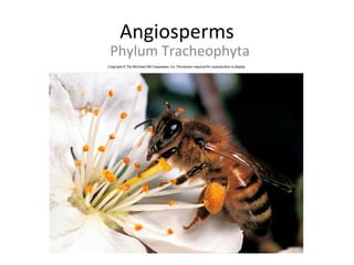 Angiosperms
Phylum Tracheophyta
 