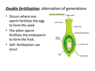 Double fertilization: alternation of generations
• Occurs where one
sperm fertilizes the egg
to form the seed
• The other sperm
fertilizes the endosperm
to form the fruit.
• Self- fertilization can
occur
 