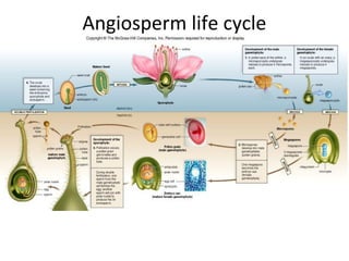 Angiosperm life cycle
 