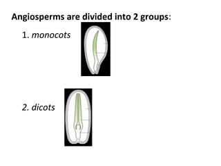 Angiosperms are divided into 2 groups:
1. monocots
2. dicots
 