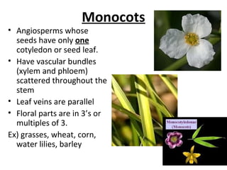 Monocots
• Angiosperms whose
seeds have only one
cotyledon or seed leaf.
• Have vascular bundles
(xylem and phloem)
scattered throughout the
stem
• Leaf veins are parallel
• Floral parts are in 3’s or
multiples of 3.
Ex) grasses, wheat, corn,
water lilies, barley
 