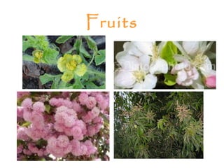 Fruits
 