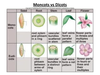 Moncots vs Dicots
 