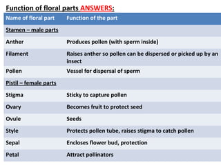 Function of floral parts ANSWERS:
Name of floral part Function of the part
Stamen – male parts
Anther Produces pollen (with sperm inside)
Filament Raises anther so pollen can be dispersed or picked up by an
insect
Pollen Vessel for dispersal of sperm
Pistil – female parts
Stigma Sticky to capture pollen
Ovary Becomes fruit to protect seed
Ovule Seeds
Style Protects pollen tube, raises stigma to catch pollen
Sepal Encloses flower bud, protection
Petal Attract pollinators
 