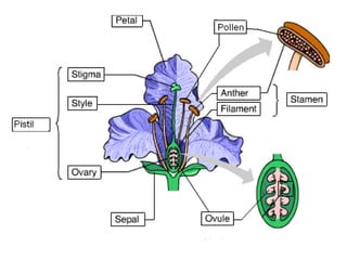 Angiosperms 2016 | PPT