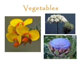 Vegetables
 