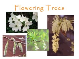 Flowering Trees
 