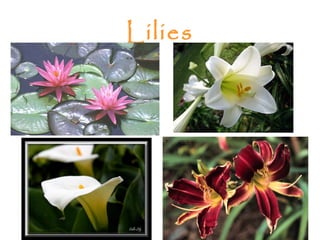 Lilies
 