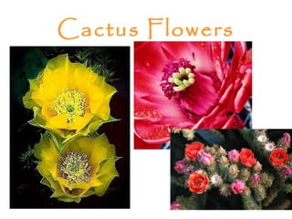 Cactus Flowers
 