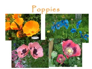 Poppies
 