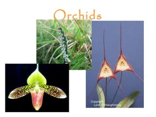 Orchids
 