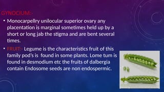 GYNOCIUM:-
• Monocarpellry unilocular superior ovary any
placentation is marginal sometimes held up by a
short or long jab the stigma and are bent several
times.
• FRUIT:- Legume is the characteristics fruit of this
family pod’s is found in some plants. Lome tum is
found in desmodium etc the fruits of dalbergia
contain Endosome seeds are non endospermic.
 