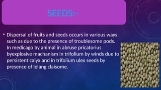 • Dispersal of fruits and seeds occurs in various ways
such as due to the presence of troublesome pods.
In medicago by animal in abruse pricatorius
byexplosive machanism in trifolium by winds due to
persistent calyx and in trifolium ulex seeds by
presence of lelang claisome.
SEEDS:-
 
