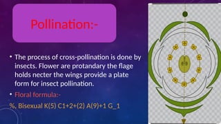 • The process of cross-pollination is done by
insects. Flower are protandary the flage
holds necter the wings provide a plate
form for insect pollination.
• Floral formula:-
%, Bisexual K(5) C1+2+(2) A(9)+1 G_1
Pollination:-
 