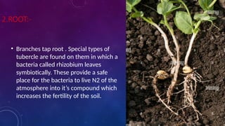 2.ROOT:-
• Branches tap root . Special types of
tubercle are found on them in which a
bacteria called rhizobium leaves
symbiotically. These provide a safe
place for the bacteria to live N2 of the
atmosphere into it’s compound which
increases the fertility of the soil.
 