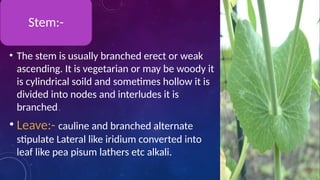 • The stem is usually branched erect or weak
ascending. It is vegetarian or may be woody it
is cylindrical soild and sometimes hollow it is
divided into nodes and interludes it is
branched.
• Leave:- cauline and branched alternate
stipulate Lateral like iridium converted into
leaf like pea pisum lathers etc alkali.
Stem:-
 