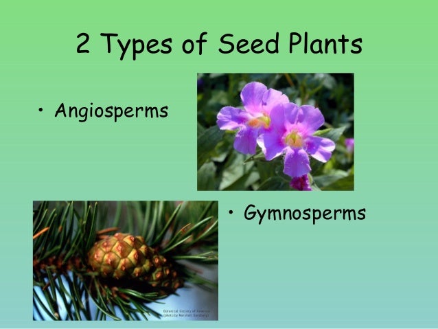 What are types of gymnosperms?